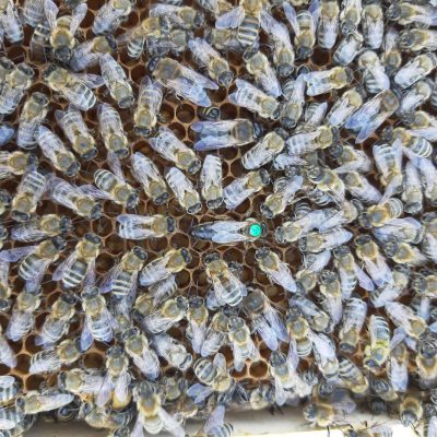 Albine de origine carpatina (regine)