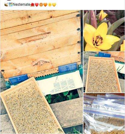 Polen natural de albina